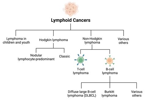 The Importance In Assessing Genetic Features Of Canine B Cell Lymphomas