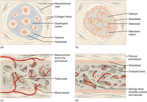 Bone Formation And Development Biology Of Aging