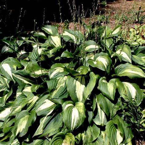 Hosta Night Before Christmas Plantain Lily From Sandys Plants