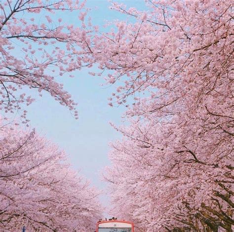 Cherry blossom pastel pink aesthetic flowers. cherry blossoms in DC. maybe some survived. | Aesthetic ...