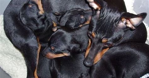 Fading puppy syndrome (or fading puppy complex) is when a puppy dies within the first few weeks of life without a clear cause of death or clinical signs, that is to say, they fail to thrive. Fading Puppy Syndrome - English Toy Terrier (Black and Tan)