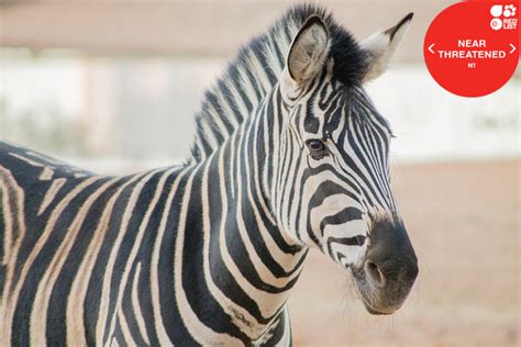 Plains Zebra National Zoological Garden Pretoria