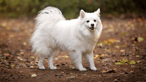 Guide To American Eskimo Dog The Complete Owners Manual