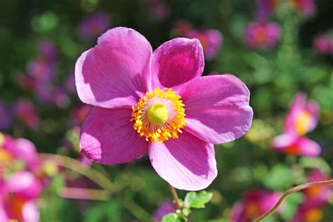 Rosen, die hagebutten tragen, werden im herbst nicht beschnitten. Herbstblumen: Die 10 schönsten für Ihren Garten - Plantura