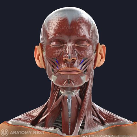 Levator Anguli Oris Muscles Of Facial Expression Facial Muscles Anatomy