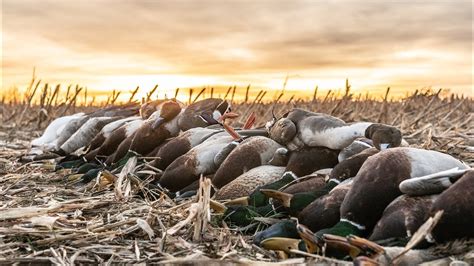 Waterfowl Hunting Canada Of The South Fowled Reality Youtube