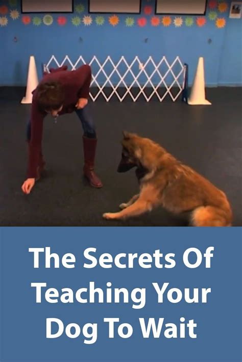 Teach Your Dog To Wait In 8 Easy Steps Dog Training Your Dog Silly Dogs