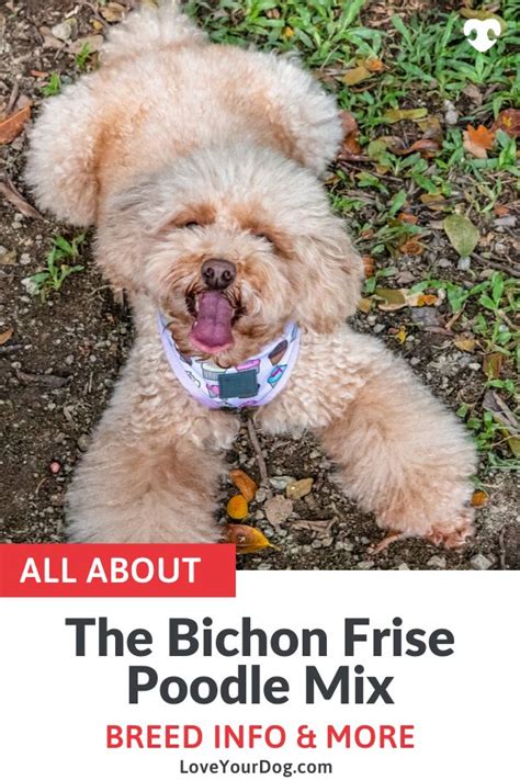 Bichon Frise Poodle Mix Bichpoo Breed Info Facts Puppy