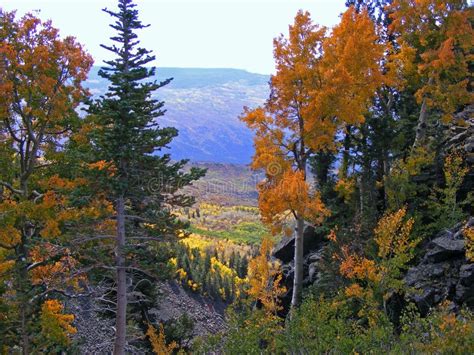 Grand Mesa Fall stock photo. Image of aspen, grand, vibrant - 41629526