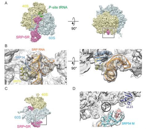 Fig S3 The Map And Structure Model Of Srp Alu Domain And Ribosomal