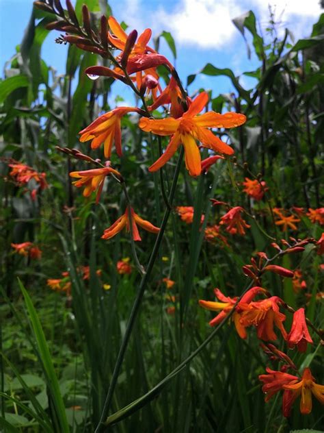 Flower Crocosmia Rain Free Photo On Pixabay Pixabay