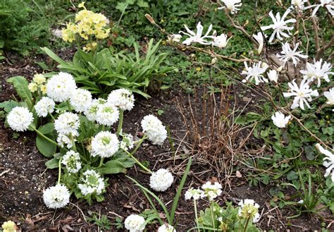 A Close Look At Primula Alpine Garden Society