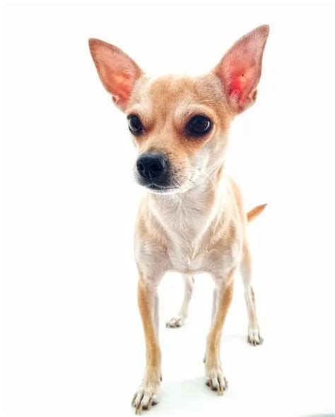 Chihuahua Cabeza De Venado Todo Lo Que Debes Saber Perro Blog
