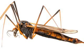 Daddy longlegs or daddy long legs may refer to: Startling Facts About Daddy Long-legs Spiders - Animal Sake