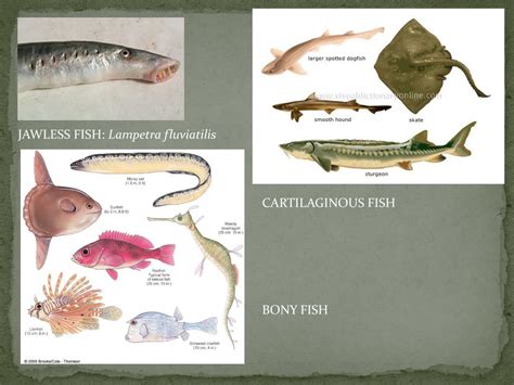 Ppt Chordates Fishes Jawless Bony And Cartilaginous