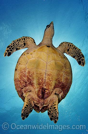 Hawksbill Sea Turtle Photo Image