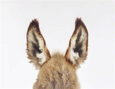 Donkey Ears — The Animal Print Shop