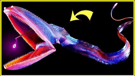 12 Deep Sea Creatures You Never Knew Existed Youtube