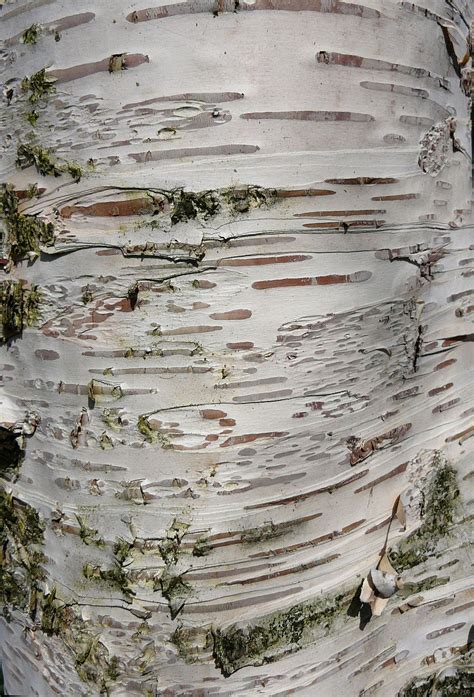 Birch Tree Wood Bark Texture By Enchantedgal Stock On Deviantart Fotoğraf