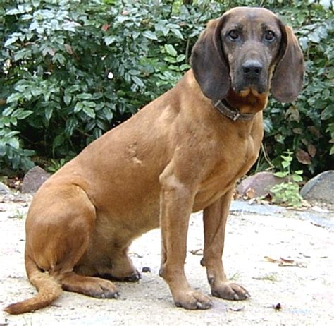 Bavarian Mountain Hound Dog Characteristics Origin