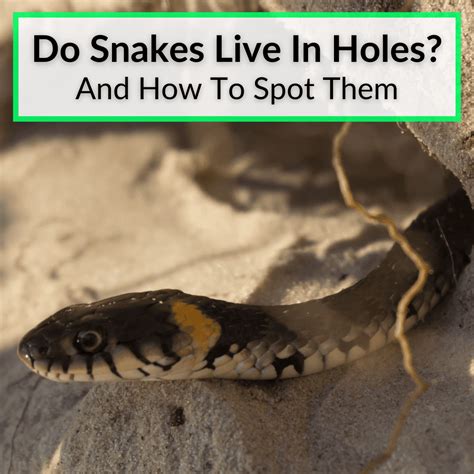 Do Snakes Live In Holes And How To Spot Them 2023