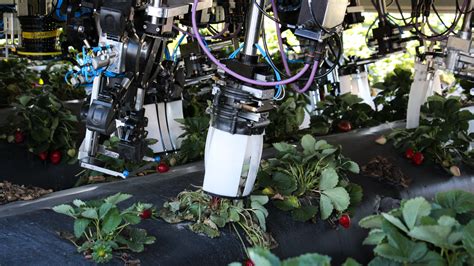 Robots Are Coming To Pick Your Berries So Far Theyre Not So Great At
