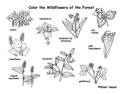 Forest Wildflowers Coloring Page