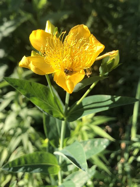 Wisconsin Wildflower Great St Johns Wort Hypericum Pyramidatum