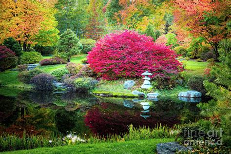 Asticou Azalea Garden In The Fall Photograph By Anita Pollak