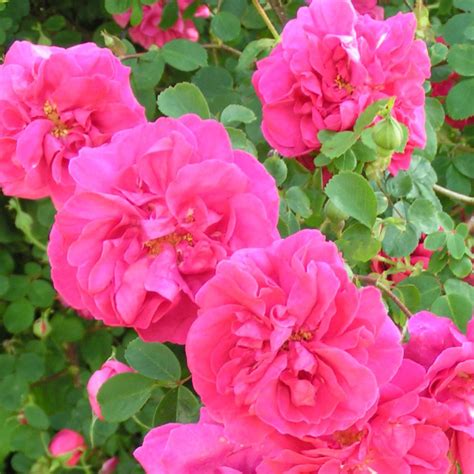 Cerise Bouquet Shrub Rose Quality Roses Direct From Grower