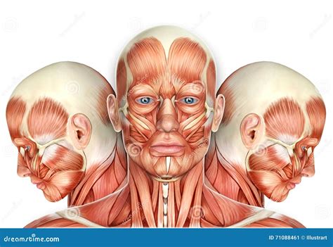 Muscles Of The Face Anatomy