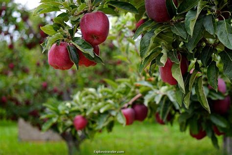 Exploretraveler Yakima Valley Red Apple Orchards
