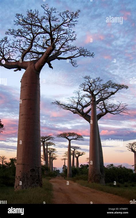 Grandidiers Baobab Adansonia Grandidieri Trees In Famous Avenue Of
