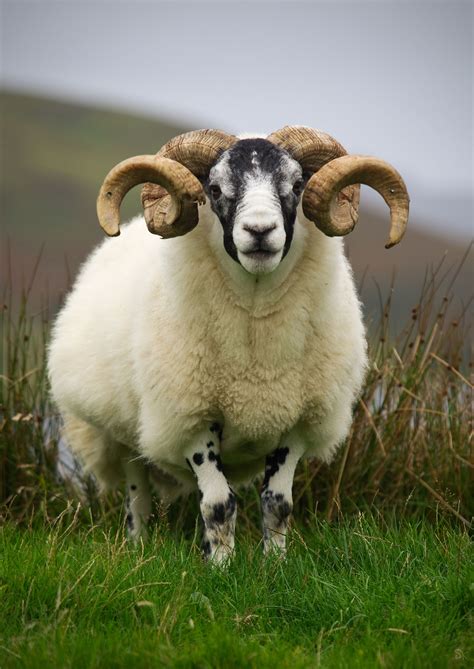 Ram Male Sheep Photo Stefan Klaas баран Домашние птицы Милые