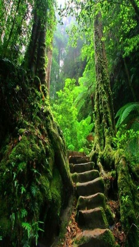 Ferns Jungles And Places On Pinterest