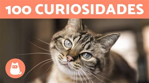 Curiosidades Sobre Gatos Que V O Te Surpreender Youtube