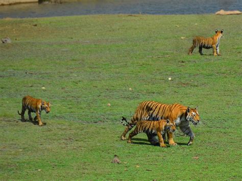 10 Best National Parks In India Indian National Parks