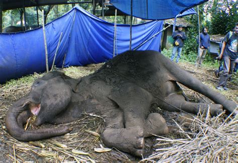 Induk Gajah Di Aceh Mati Dengan Belalai Terpotong Leuser Conservation