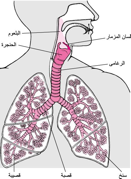 الجهاز التنفسي رسم