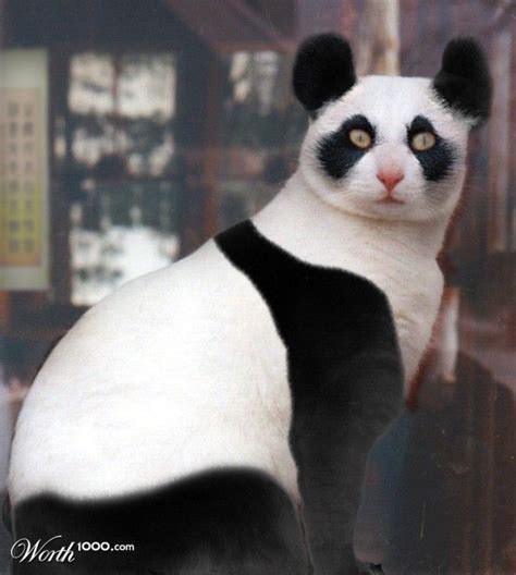 Cat Panda Hybrid Cool Animal Hybrids Pinterest