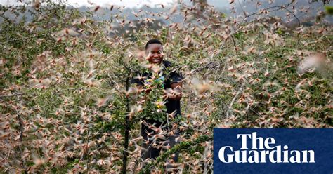 Billions Of Locusts Swarm Through Kenya In Pictures World News
