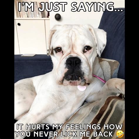 21 Of The Best Boxer Dog Memes The Paws
