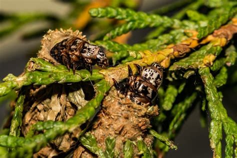 3 Surefire Ways To Get Rid Of Bagworms On Arborvitaes The Practical Planter