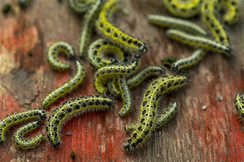 19 Different Types Of Caterpillars In Ohio