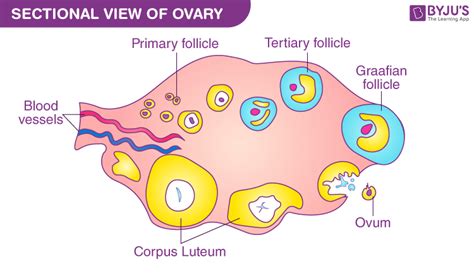 Ovary Anatomy With A Labelled Diagram