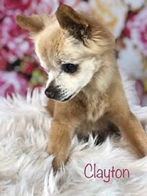 Both locations will be open on memorial day. Dallas, TX - Pomeranian. Meet Clayton a Pet for Adoption ...