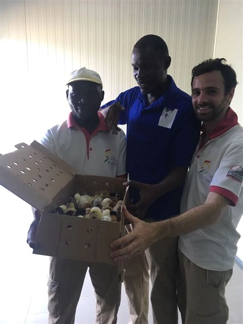 “poulet Du Faso Chicks” Arrive In Burkina Faso Ceva