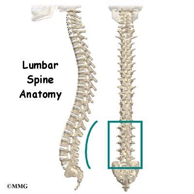 Spine & orthopedic center locations. T-Sports :: 허리 등뼈 기능해부학(Lumbar Spine Anatomy)