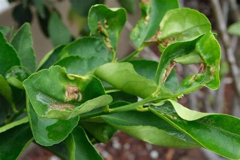 Why Your Lemon Tree Leaves Curling And How To Fix Them