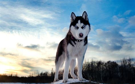 These cute puppies just love hanging around. Husky Puppy Wallpapers - Wallpaper Cave